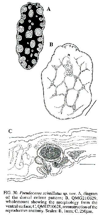 Image of Pseudoceros scintillatus Newman & Cannon 1994