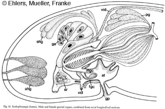 Image of Scoliopharyngia