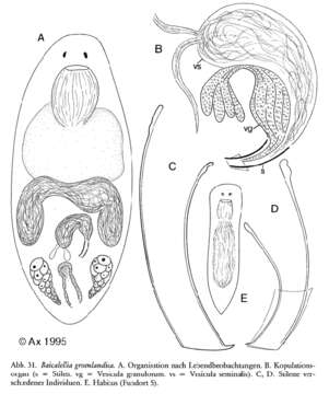 Image of Baicalellia groenlandica Ax 1995