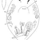 Multipeniata (Multipeniata) californica Karling & Jondelius 1995的圖片