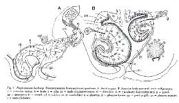 Image of Plagiostomum boehmigi Karling & Jondelius 1995