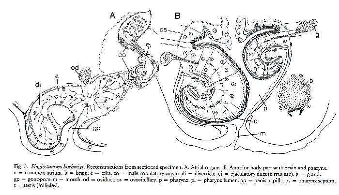 Image of Plagiostomum boehmigi Karling & Jondelius 1995