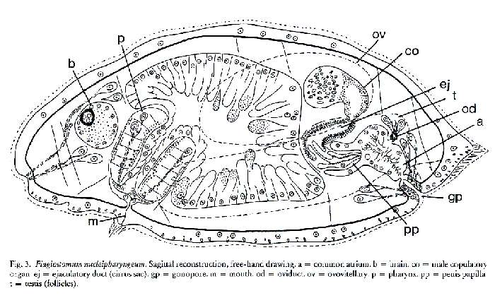 Image of Plagiostomum nucleipharyngeum Karling & Jondelius 1995