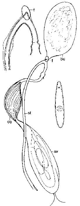 Image of Promesostoma dennisalleni Ax 1995