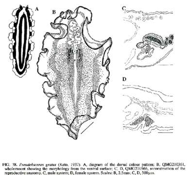 Image de Pseudobiceros gratus (Kato 1937)