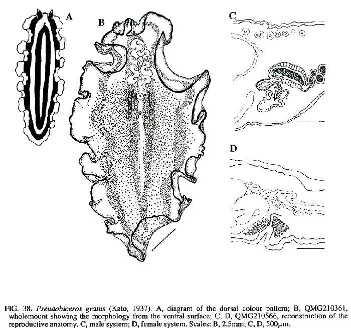 Image of Pseudobiceros gratus (Kato 1937)