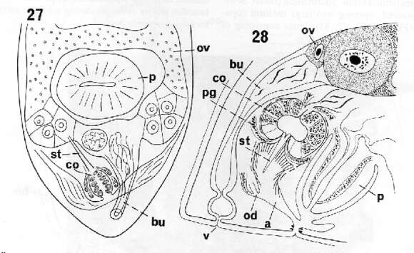 Image of Allostoma neostiliferum Karling 1993