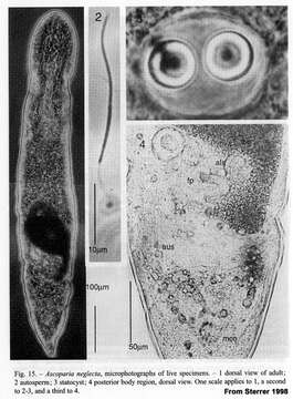 Image of Ascoparia