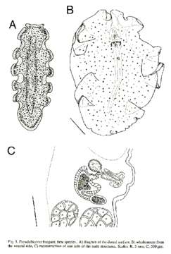 Image of Pseudobiceros brogani Newman & Cannon 1997