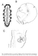 Image de Pseudobiceros flowersi Newman & Cannon 1997