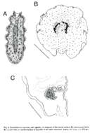 Image de Pseudobiceros murinus Newman & Cannon 1997