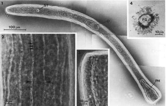 Imagem de Diopisthoporus gymnopharyngeus Smith & Tyler 1985