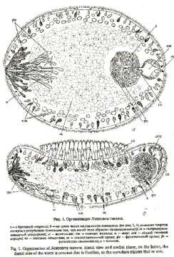 Image of Notenteridae