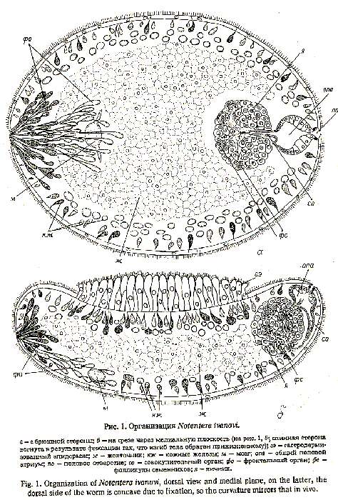 Image of Notentera