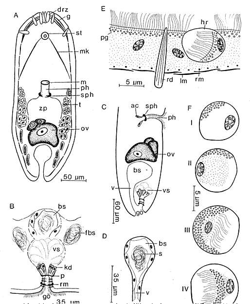 Image of Posticopora