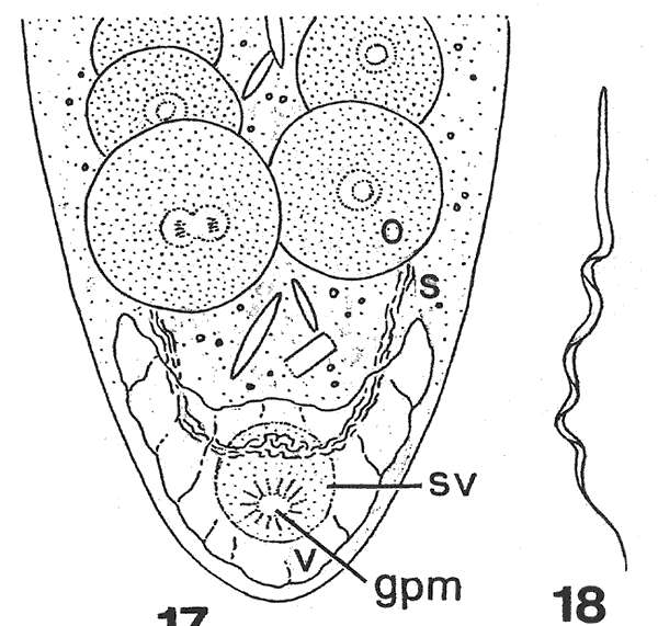 Image of Mecynostomum torquens Kozloff 2000