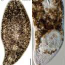 Image of Antrosagittifera corallina Hooge & Tyler 2001
