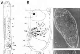 Image de Eumecynostomum asterium Hooge & Tyler 2003