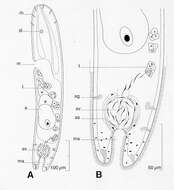 Image of Haploposthia vandula Hooge & Tyler 2001