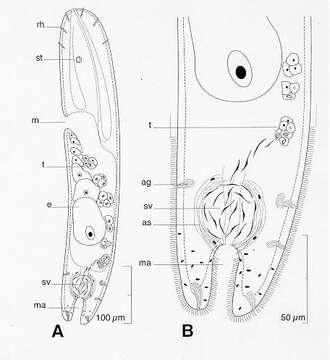 Image of Haploposthia vandula Hooge & Tyler 2001