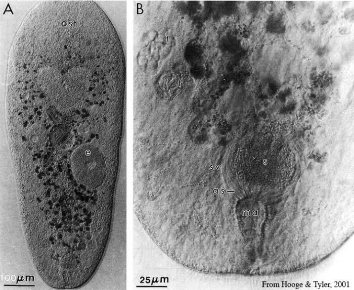 Image of Haploposthia vandula Hooge & Tyler 2001