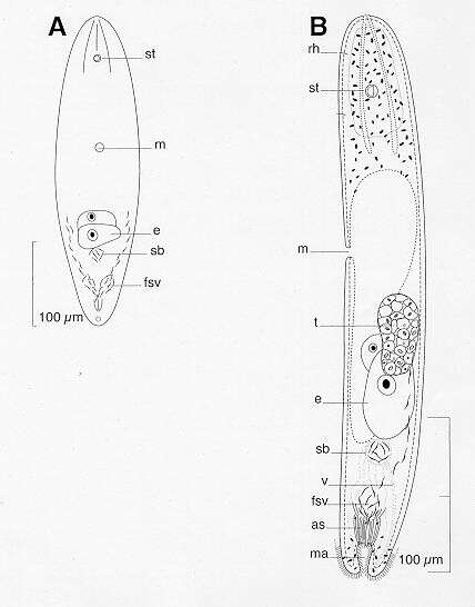 Image of Parahaploposthia velvetum Hooge & Tyler 2001