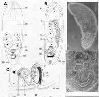 Image of Praeconvoluta castinea Hooge & Tyler 2003