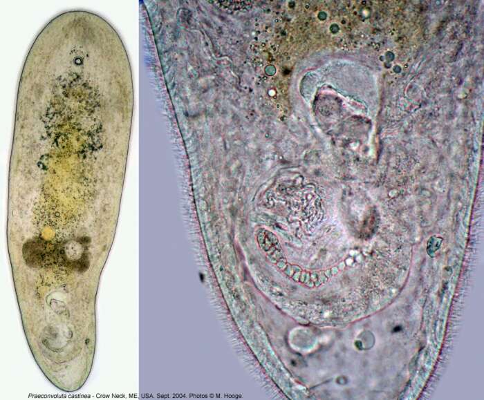 Image of Praeconvoluta castinea Hooge & Tyler 2003