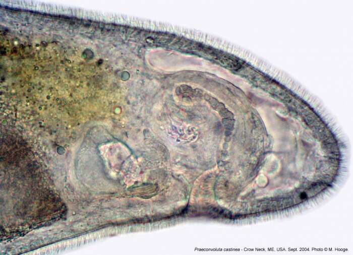 Image of Praeconvoluta castinea Hooge & Tyler 2003