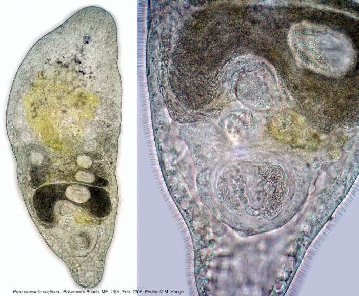 Image of Praeconvoluta castinea Hooge & Tyler 2003