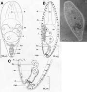 Image of Pseudaphanostoma smithrii Hooge & Tyler 2003