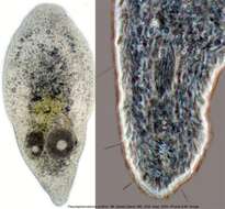 Image of Pseudaphanostoma smithrii Hooge & Tyler 2003
