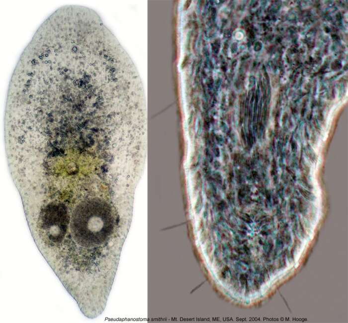 Image of Pseudaphanostoma smithrii Hooge & Tyler 2003