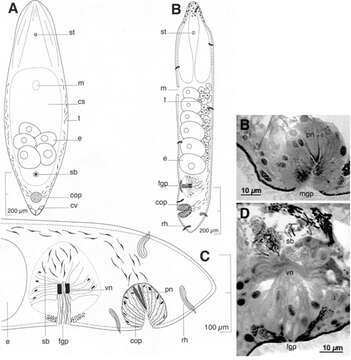 Image de Pseudmecynostomum folium Hooge & Tyler 2003