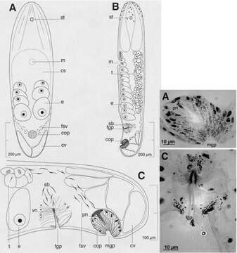 Image of Pseudmecynostomum phoca Hooge & Tyler 2003