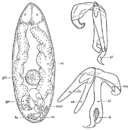 Image of Brederveldia bidentata Van Der Velde & Van De Winkel 1975