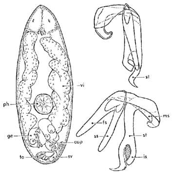 Image of Brederveldia bidentata Van Der Velde & Van De Winkel 1975