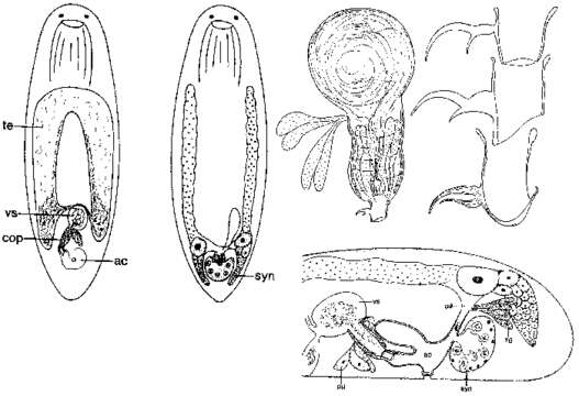 Image of Baicalellia anchoragensis Ax & Armonies 1990