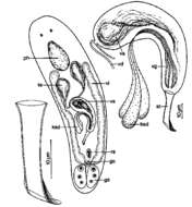 Image of Pogaina arcassonensis Ehlers & Sopott-Ehlers 1989