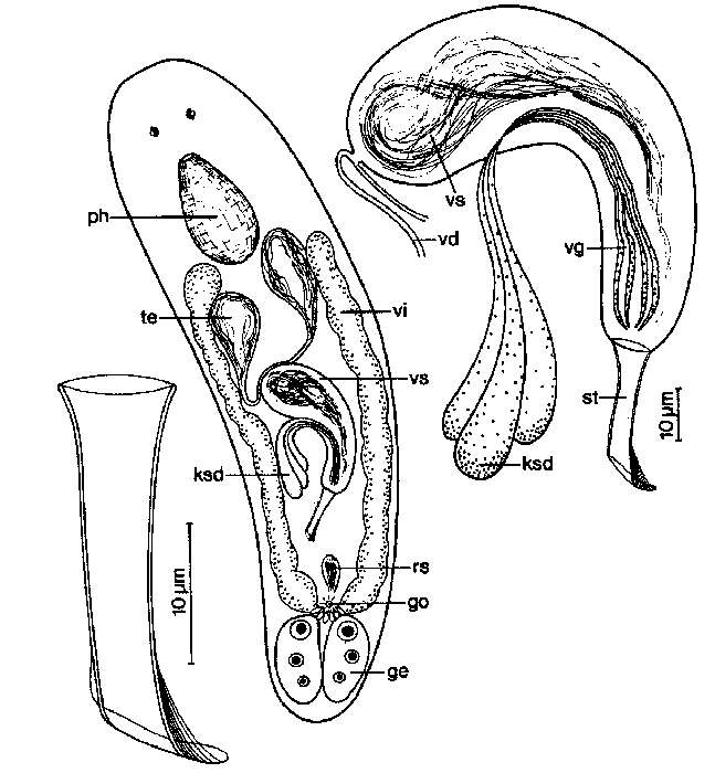 Image of Pogaina arcassonensis Ehlers & Sopott-Ehlers 1989