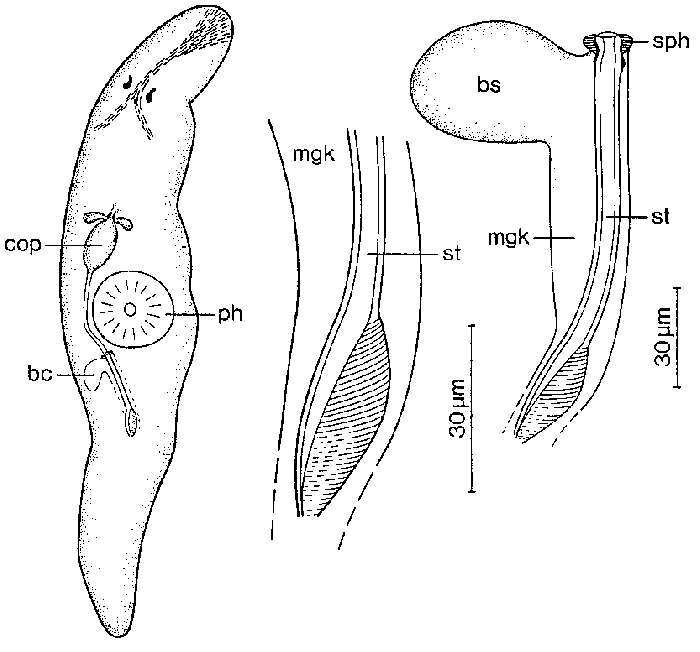 Image of Promesostoma kergroixense Ehlers & Sopott-Ehlers 1989