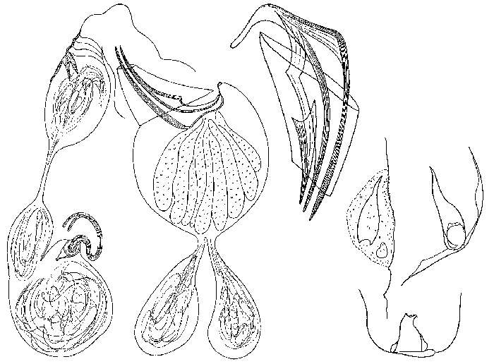 Image of Proxenetes arctica Ax & Armonies 1990