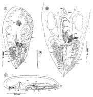 Image of Wahlia pulchella Kozloff & Shinn 1987