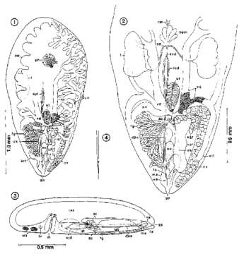 Image of Wahlia pulchella Kozloff & Shinn 1987