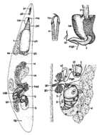 Image of Cheliplana gemmifera Noldt 1989