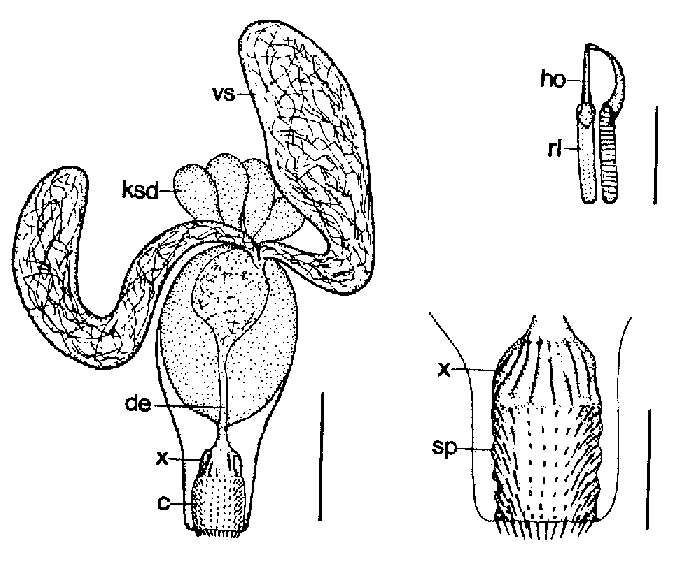 Image of Cheliplana microcirrus Noldt 1989