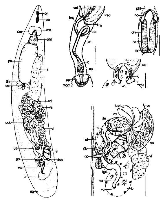 Image of Cheliplana schilkei Noldt 1989