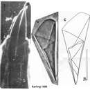 صورة Paraschizorhynchoides glandulis hopkinsi Karling 1989