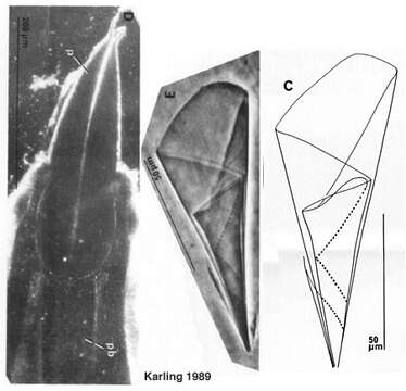 Слика од Paraschizorhynchoides glandulis hopkinsi Karling 1989