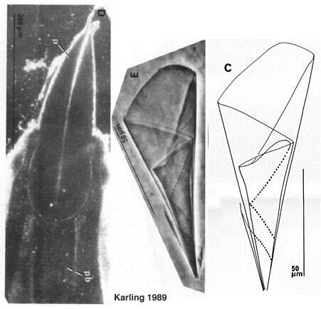 Image of Paraschizorhynchoides glandulis hopkinsi Karling 1989